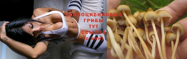 шишки Верея